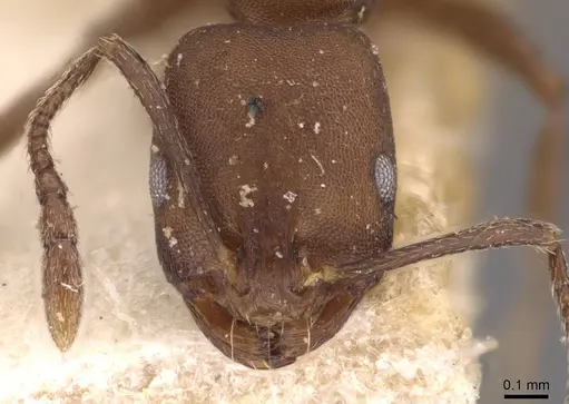 Monomorium subdentatum specimen