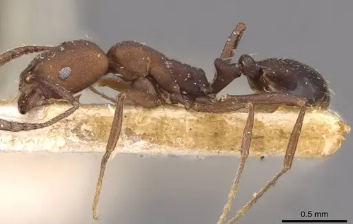 Monomorium subdentatum specimen