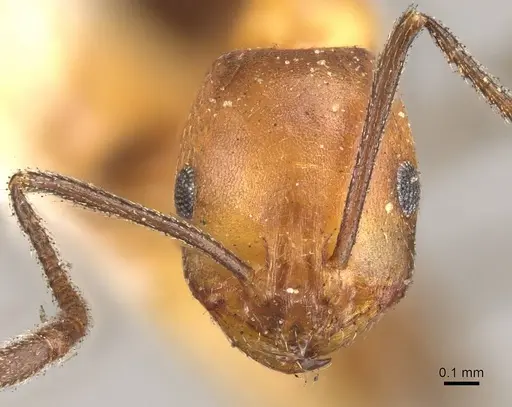 Monomorium subdenticorne specimen