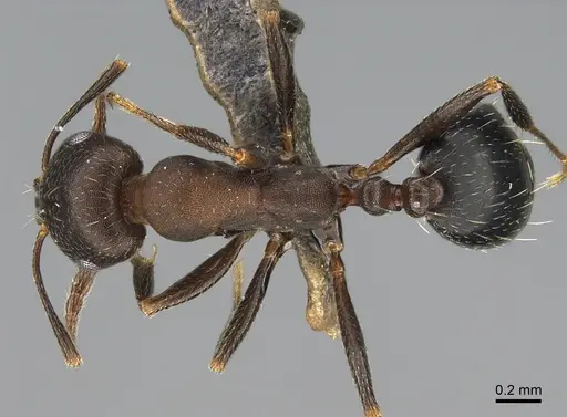 Monomorium subopacum specimen