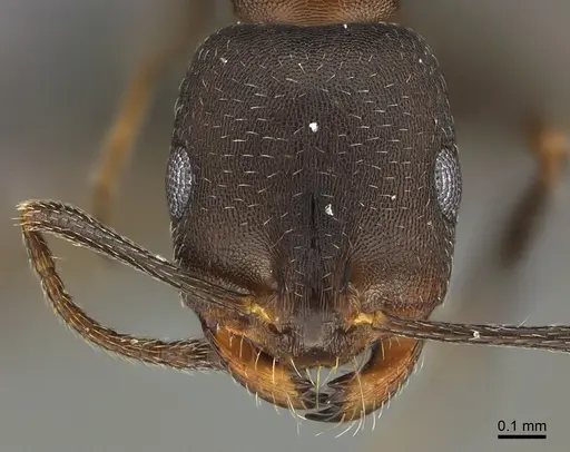 Monomorium subopacum specimen