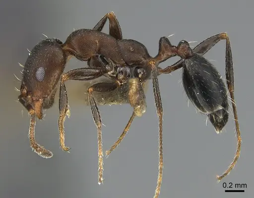 Monomorium subopacum specimen