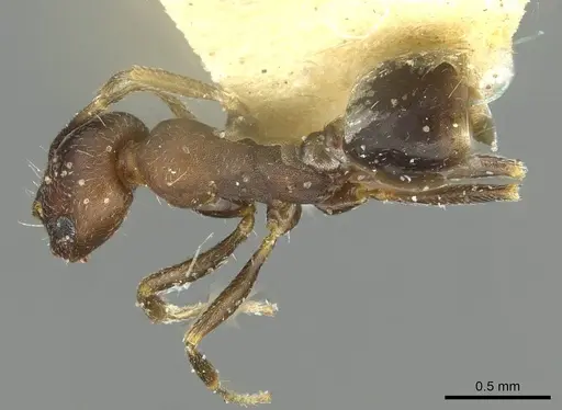 Monomorium suleyile specimen