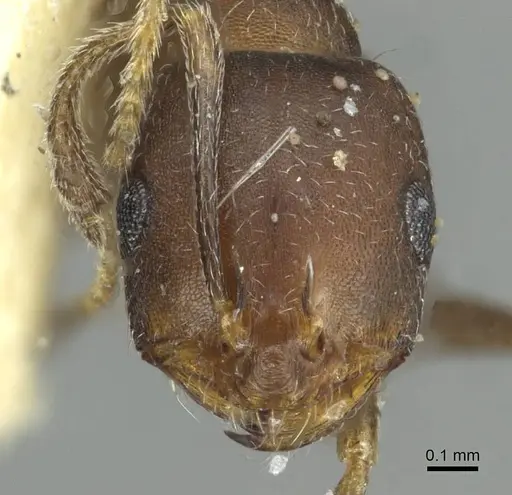 Monomorium suleyile specimen