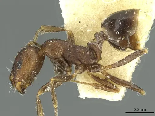 Monomorium suleyile specimen