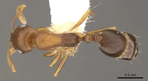 Monomorium sutu specimen