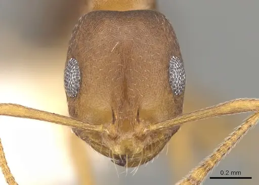 Monomorium sutu specimen