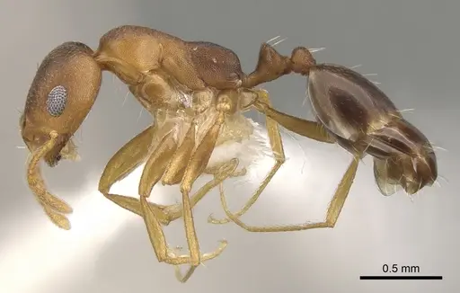 Monomorium sutu specimen