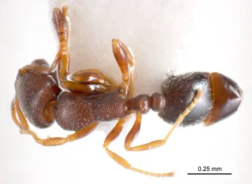 Monomorium sydneyense specimen