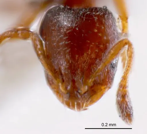 Monomorium sydneyense specimen