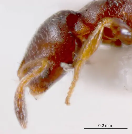 Monomorium sydneyense specimen