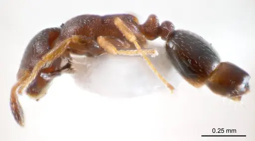 Monomorium sydneyense - ANTWEB1008682