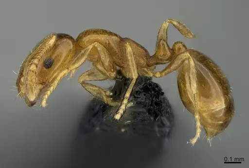 Monomorium sydneyense - CASENT0070274