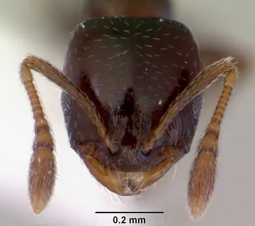 Monomorium sydneyense - CASENT0172359