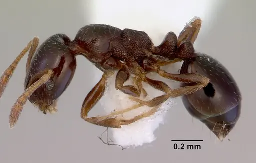 Monomorium sydneyense - CASENT0172359