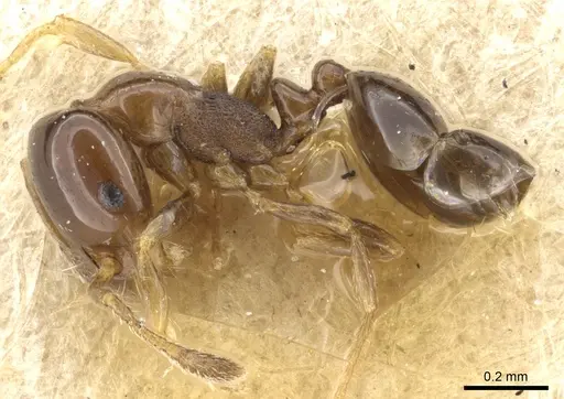 Monomorium sydneyense - CASENT0904587