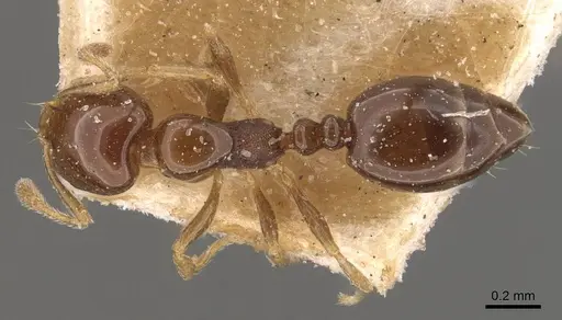 Monomorium sydneyense - CASENT0908774