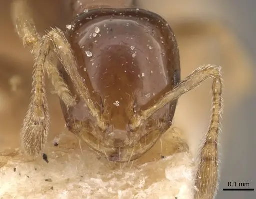 Monomorium sydneyense - CASENT0908774