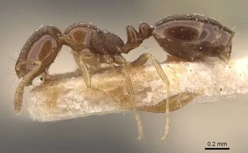 Monomorium sydneyense - CASENT0908774