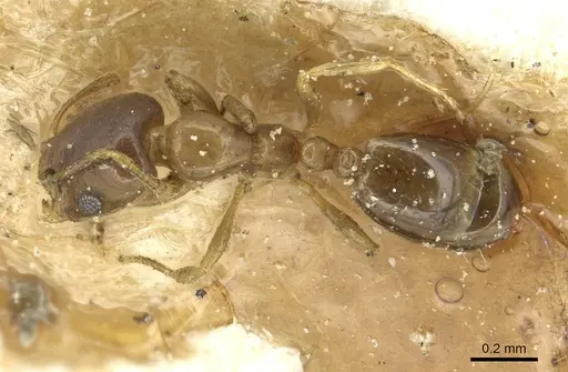 Monomorium sydneyense - CASENT0913586