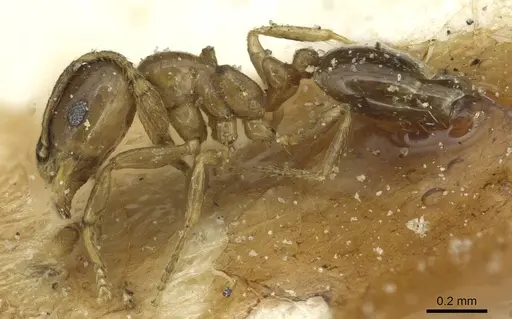 Monomorium sydneyense - CASENT0913586