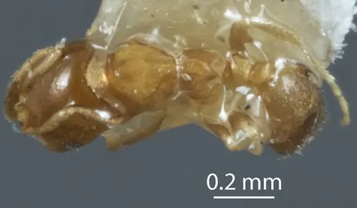 Monomorium sydneyense - JDM32-003820