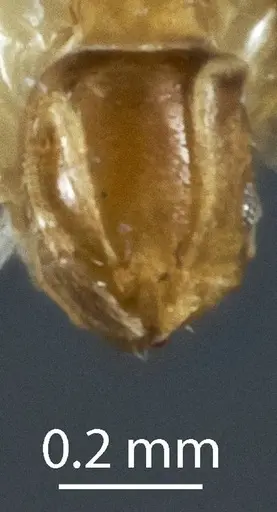 Monomorium sydneyense - JDM32-003820