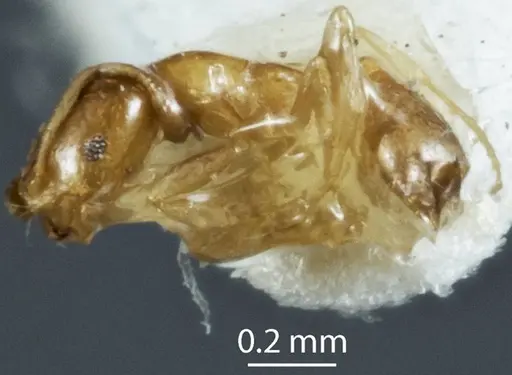 Monomorium sydneyense - JDM32-003820