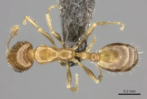 Monomorium symmotu specimen