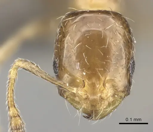 Monomorium symmotu specimen