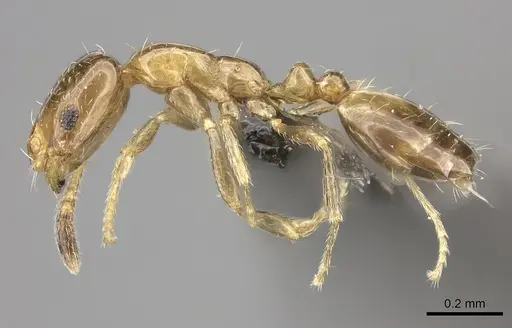 Monomorium symmotu specimen