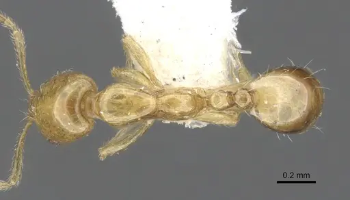 Monomorium symmotu - CASENT0902237