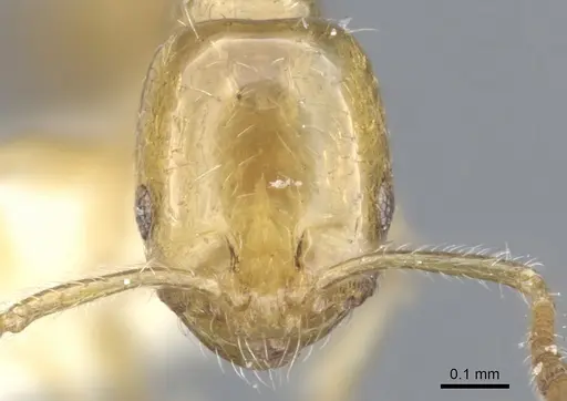 Monomorium symmotu - CASENT0902237