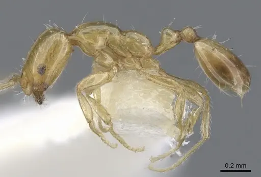 Monomorium symmotu - CASENT0902237
