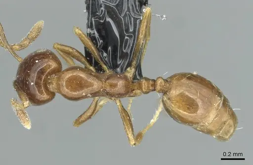 Monomorium syriacum specimen