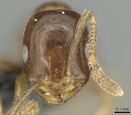 Monomorium syriacum specimen