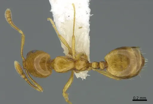 Monomorium tablense specimen
