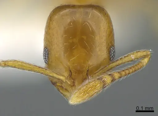 Monomorium tablense specimen