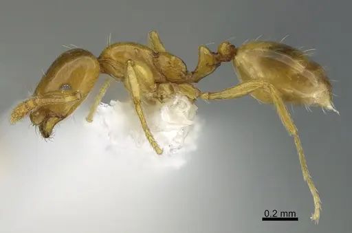 Monomorium tablense specimen