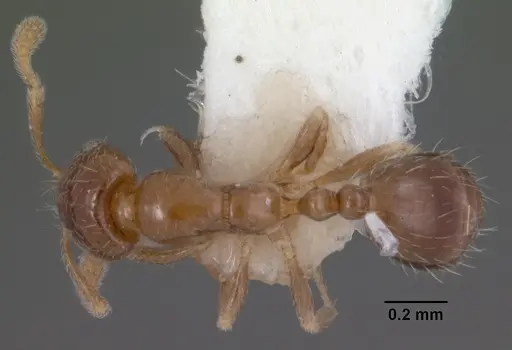 Monomorium taedium specimen