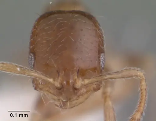 Monomorium taedium specimen