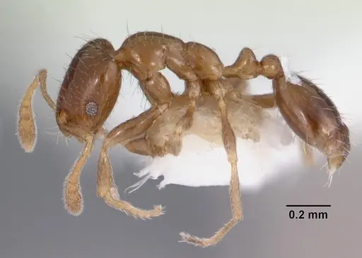 Monomorium taedium specimen