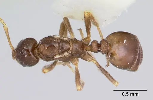 Monomorium talbotae specimen