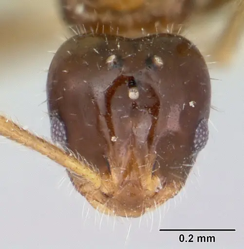 Monomorium talbotae specimen
