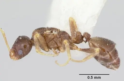 Monomorium talbotae specimen