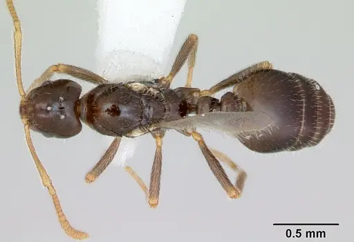 Monomorium talbotae - CASENT0173041