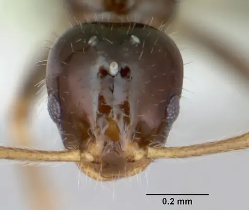 Monomorium talbotae - CASENT0173041