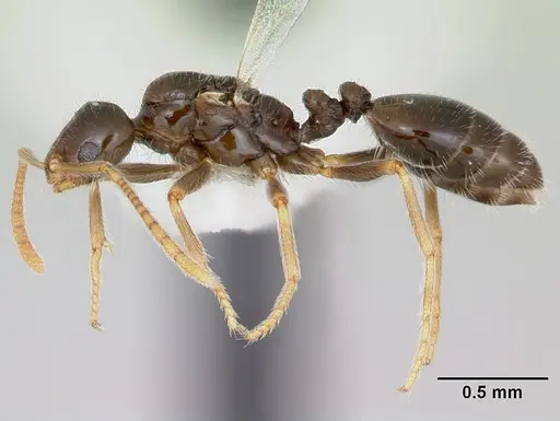 Monomorium talbotae - CASENT0173041