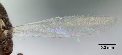 Monomorium talbotae - CASENT0173041