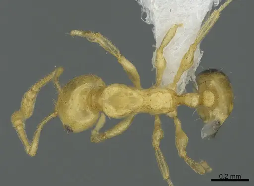 Monomorium tanysum specimen